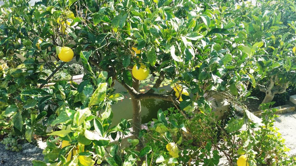 Ferienwohnung Sole E Fiori Di Sicilia Valderice Exterior foto