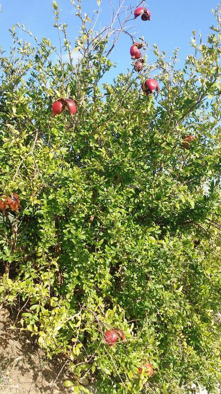 Ferienwohnung Sole E Fiori Di Sicilia Valderice Exterior foto