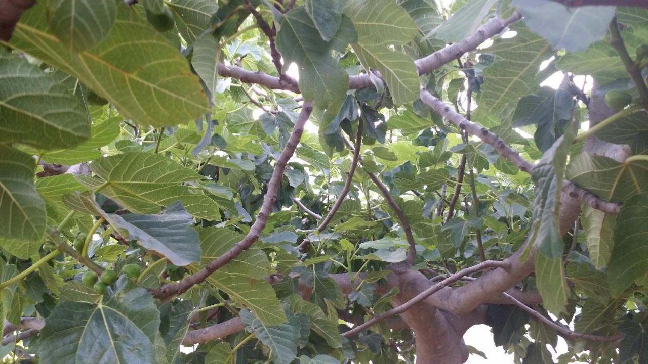 Ferienwohnung Sole E Fiori Di Sicilia Valderice Exterior foto